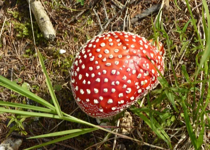 Oberrainbauer ファームステイ