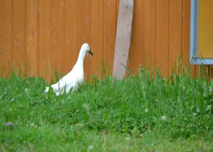 Oberrainbauer * קליינארל